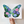 Morning Glory Fine Art Print