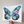 Morning Glory Fine Art Print