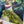 Birds of Paradise Fine Art Print